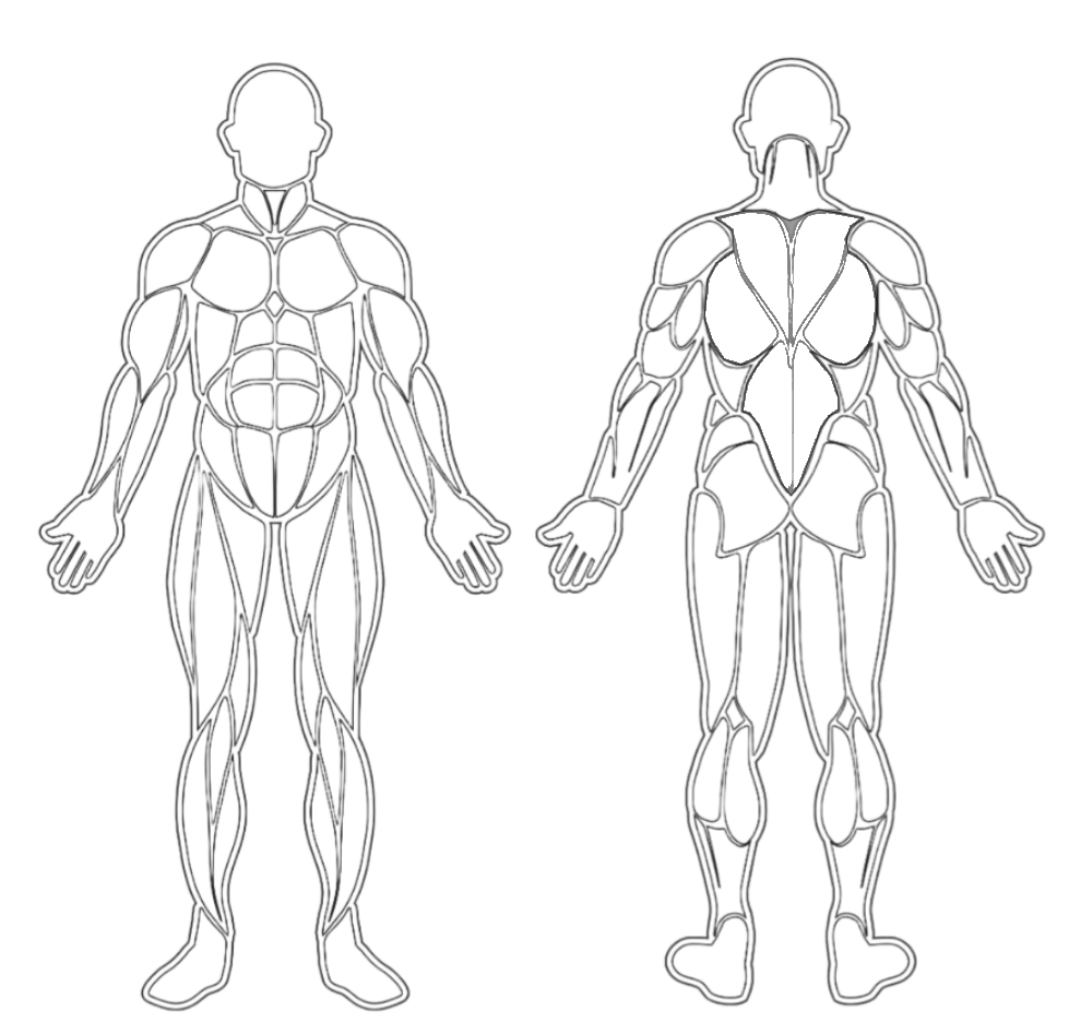 strength diagram of human muscles